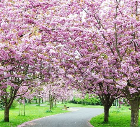 Как цветут разные деревья фото