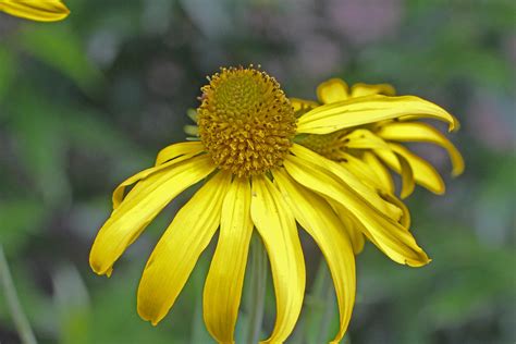 Cab019184a Cut Leaf Coneflower Along Nm 126 In The Jemez M Flickr