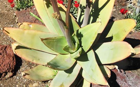 Aloe Striata ¡cuidados Y Curiosidades Club Suculentas