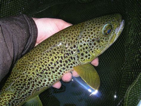 Ma truite record en pêche à la mouche sur Nive