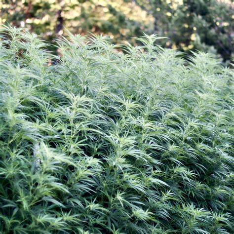 Blue Dream Ananda Farms Cannabis