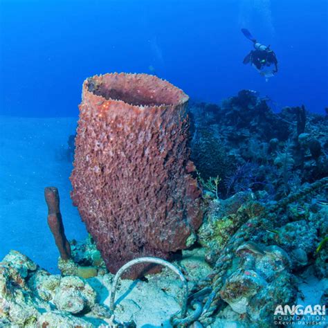 Giant Barrel Sponge (Xestospongia muta) - ANGARI Foundation