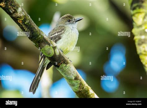 Pale Edged Flycatcher Myiarchus Cephalotes Adult Perched On Tree