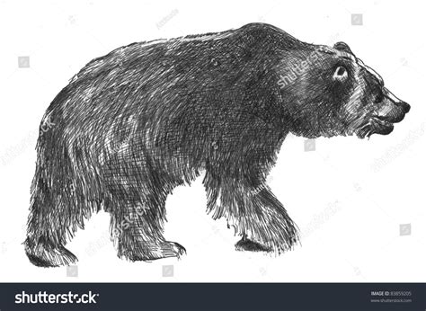 Hand Drawn Sketch Big Black Grizzly Stock Illustration 83859205