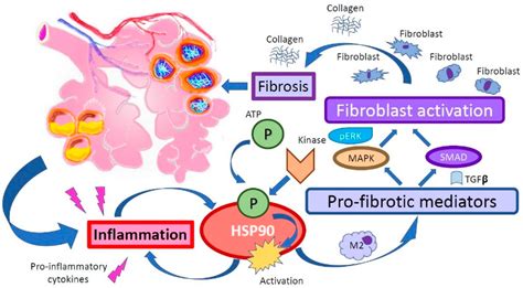 Ijms Free Full Text Hsp90 Inhibition And Modulation Of The Proteome