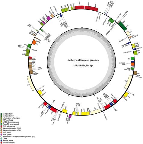 Comparative Analysis Of Complete Plastid Genome Reveals Powerful