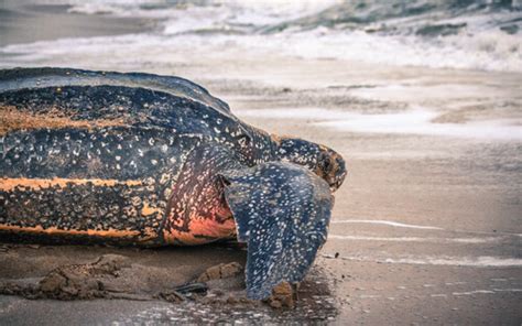 Tortuga Laúd Características Alimentación Y Hábitat