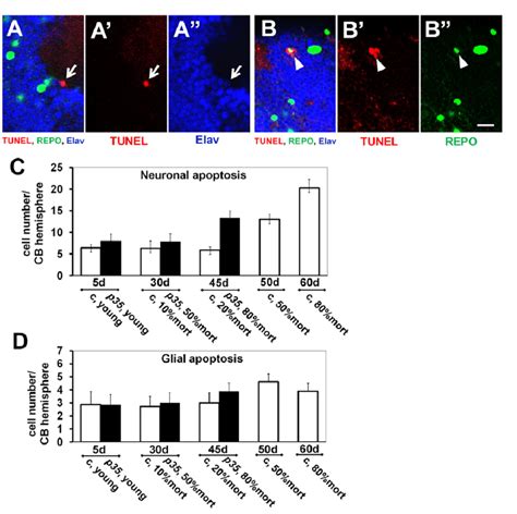 Age-dependent progression of apoptotic cell death. Representative ...