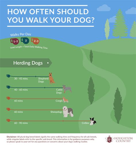 How Many Miles Should You Walk Your Dog A Day