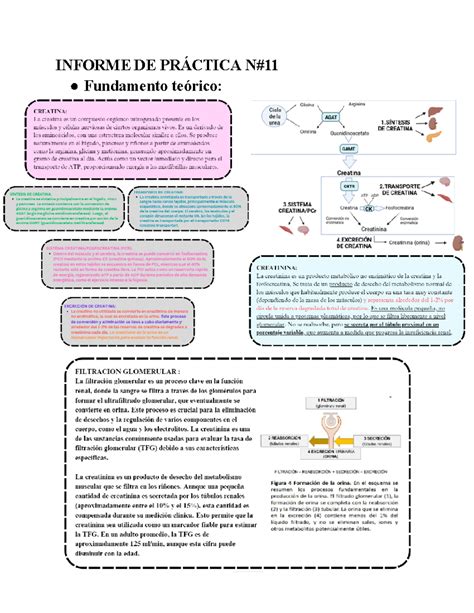 Informe De PrÁ Ctica N 11 Informe De PrÁctica N Fundamento Teórico Discusión La Enfermedad