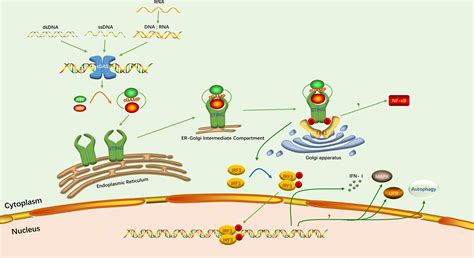 Frontiers Insights On The Cgas Sting Signaling Pathway During