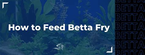 Baby Betta Fish Care Recommendations & Tips For Success