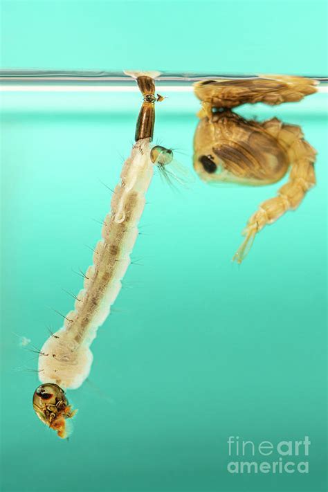 Mosquitoes Larvae