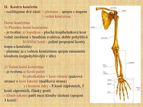 PPT Kostra lidského těla PowerPoint Presentation free download ID