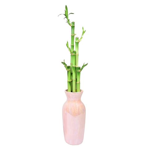 Pink Pearlized Suave Vase 8 With 5 Straight Lucky Bamboo Stalks Eve