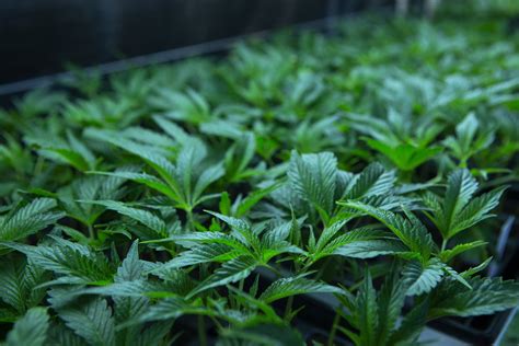 Cannabis Clones Highline Nursery