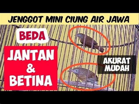 CARA MEMBEDAKAN JENGGOT MINI JANTAN DAN BETINA YouTube