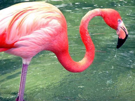 Flamingo ♡ Flamingos Photo 35634886 Fanpop