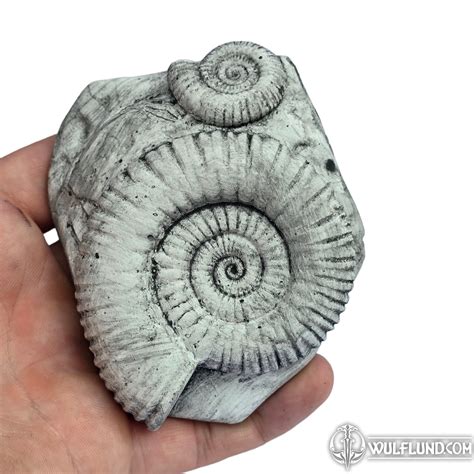 amonit replica   fossil figures lamps cups decorations home