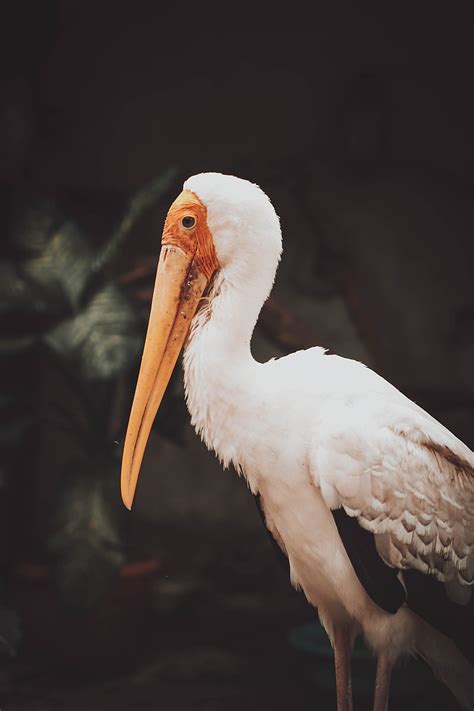 White Stork In Close Up Graphy Hd Phone Wallpaper Peakpx