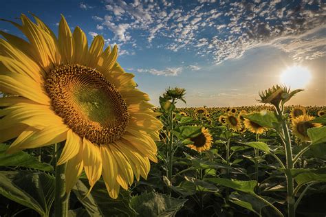 Sunflowers At Sunset Photograph By Michael Wayne Barnett Fine Art America