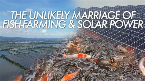 Pv Fish Farming Mode Floats Chinese Company Up Into Fortune Ranking