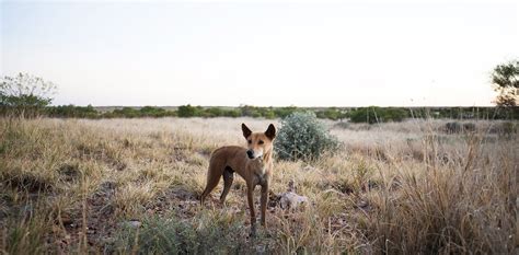 How Australia made poisoning animals normal