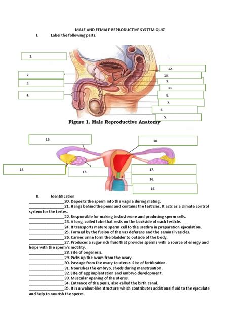 Male And Female Reproductive System Quiz Pdf Reproductive System