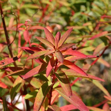 Euphorbia Griffithii Fireglow Dark Wolfsmilch Gräfin Von Zeppelin