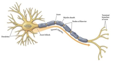 Physiological Psychology Chapter 2 The Nervous System Structure And Function Neurons And