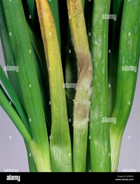 Downy Mildew Onion Hi Res Stock Photography And Images Alamy