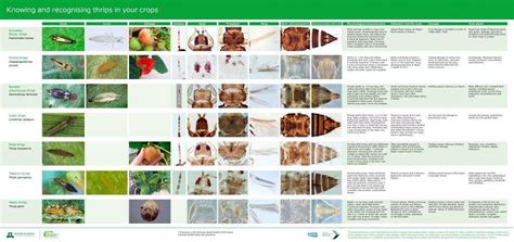 Claves para la identificación de Trips FuturCrop