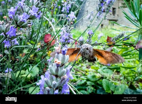 Hummingbird Moth Gathering Nectar High Resolution Stock Photography And