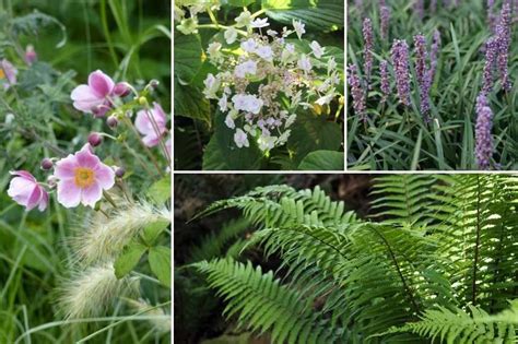 Composer Un Massif D Ombre Quelles Plantes Choisir Vivaces Ombre