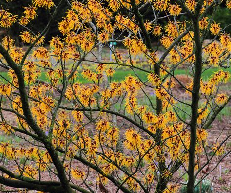 Witch Hazel plant care and growing guide | Homes and Gardens
