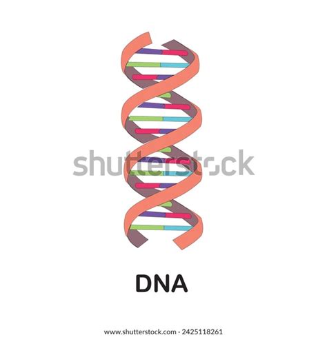 Structure Chemical Dna Molecule Essential Function Stock Vector ...