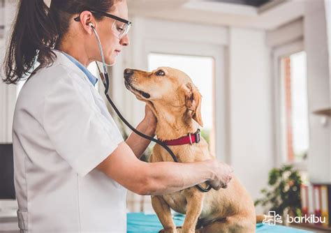 Por qué mi perro echa gotitas de sangre y gelatina con la caca