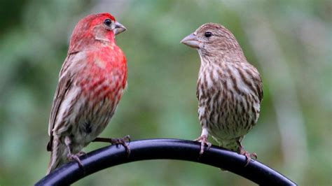 Finches: Mating Habits, Nesting & Eggs - SongbirdHub