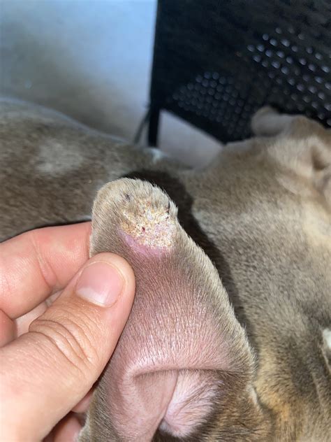 Dry Scaly Wound On Dogs Ear Dog Forum