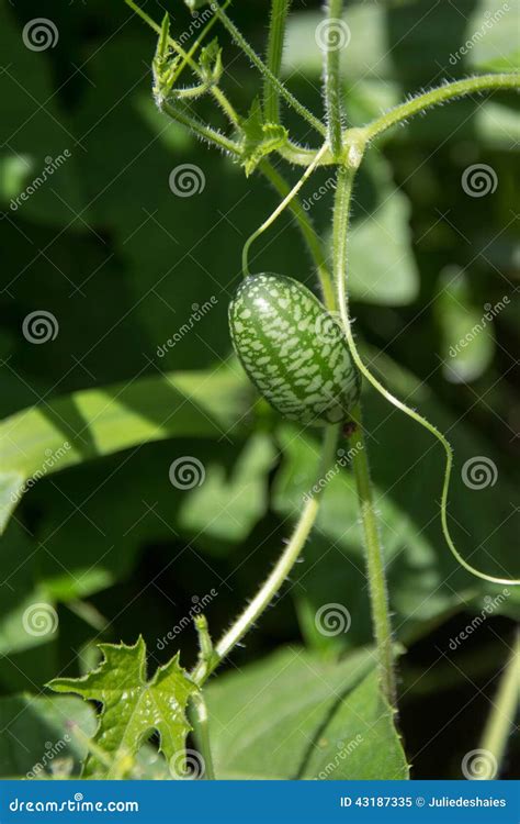 melothria scabra aka cucamelon stock image image  green tropical