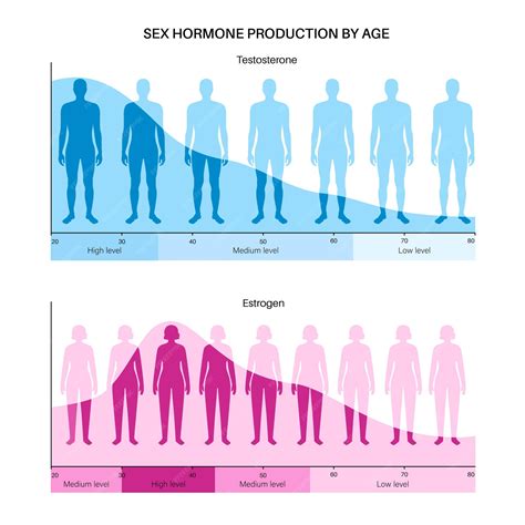 Nuancier Des Niveaux Doestrogène Et De Testostérone Production D