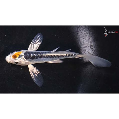 4” Doitsu Blue Kujaku Butterfly Koi Koi Fish For Sale