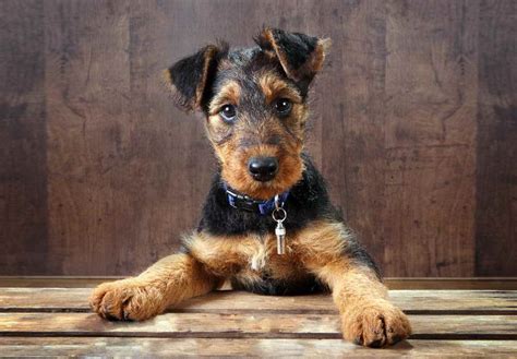 Airedale Terrier Puppy | PETSIDI