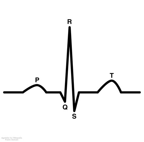 2nd Hour Anatomy Ekg Lab