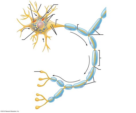 Unit 6 The Nervous System Structure Of A Typical Motor Neuron Diagram Quizlet