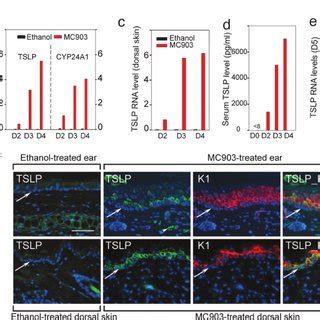 Topical Treatment With Mc Triggers An Ad Like Skin Inflammation A