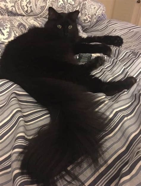 Stunning Black Longhair Persian Mix Cat For Adoption in Katy TX Near ...