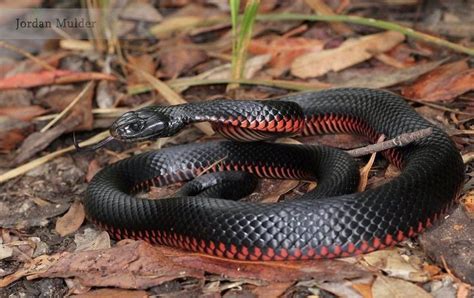 Serpiente Negra De Vientre Rojo