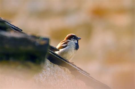 Kostenlose foto Natur Ast Vogel Flügel Tierwelt wild Frühling