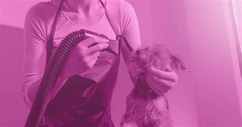 The Importance Of Regular Grooming Sessions For Your Dogs Health